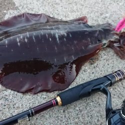 対馬エギング釣果