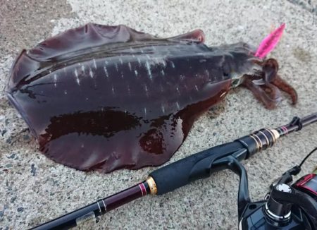 対馬エギング釣果