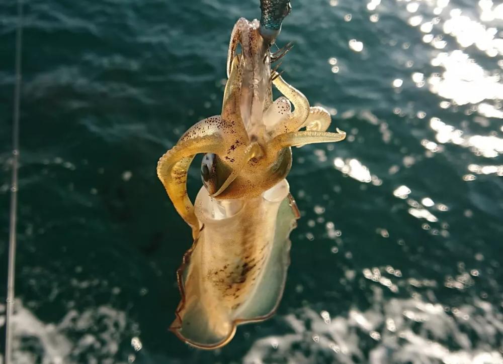 対馬エギング釣果