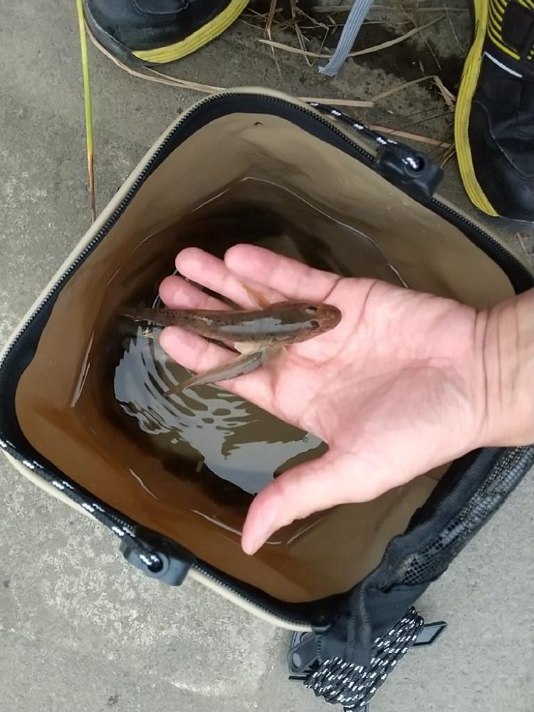 ハゼは変わらず