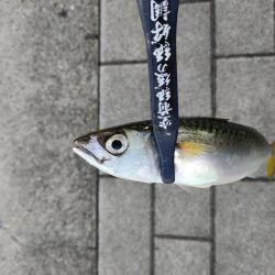 南港はサバだけ