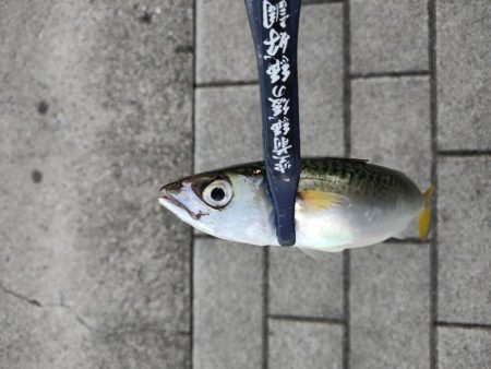 南港はサバだけ