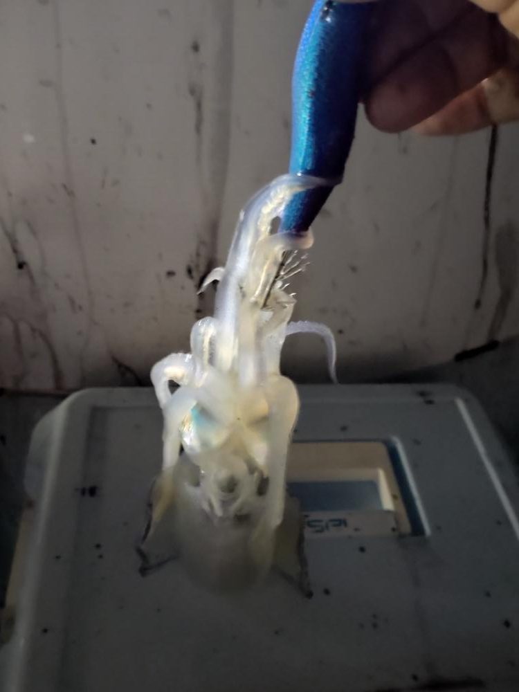 初のティップラン!