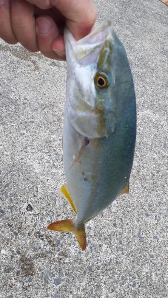 久々に青物釣れたよ～