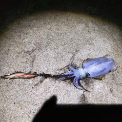 シーバスロッドでも。。。