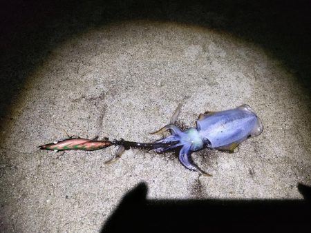 シーバスロッドでも。。。