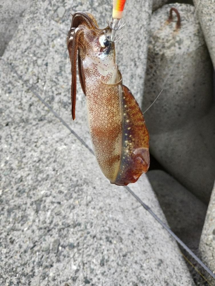 大阪産アオリイカ