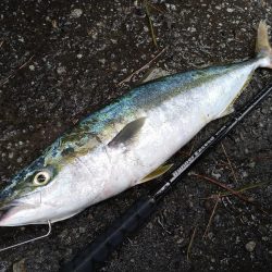 台風後の青物の様子