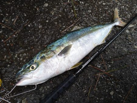 台風後の青物の様子