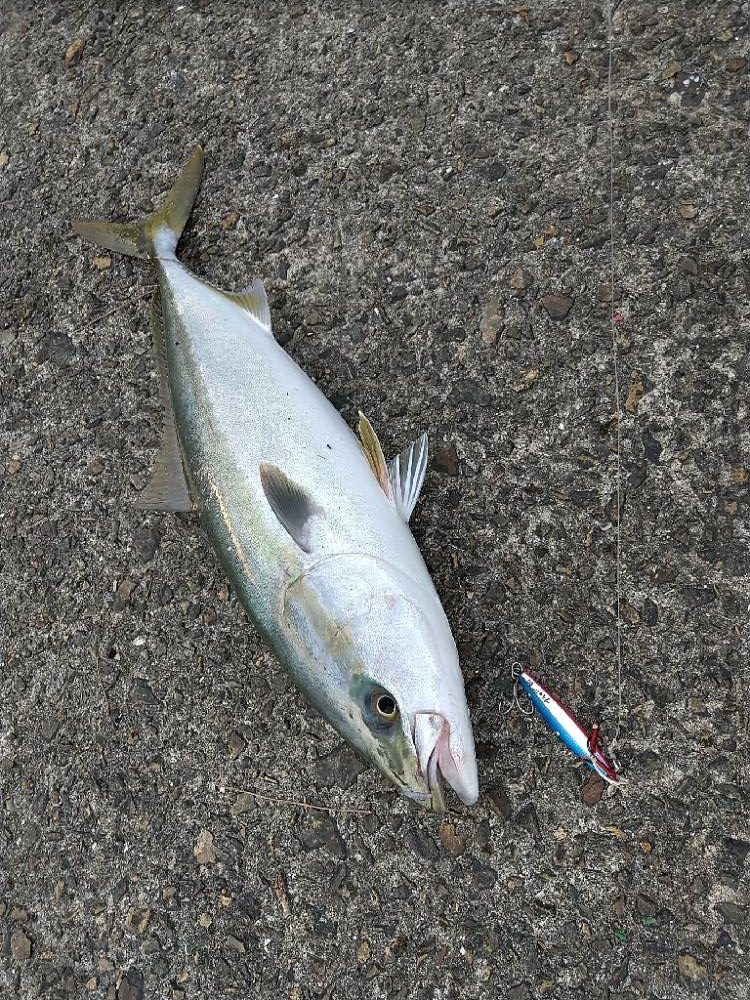 ショアジギングと呑ませ釣りで