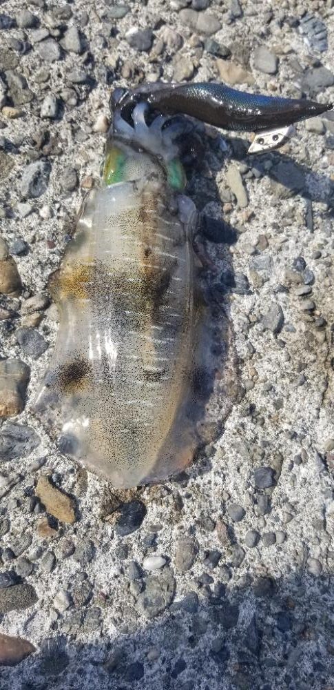 御坊でエギング