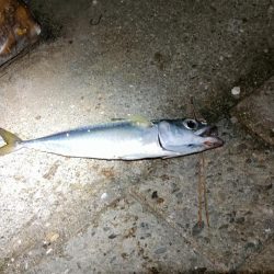 コスモスクエアにてノマセでラインブレイク!!!