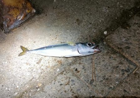 コスモスクエアにてノマセでラインブレイク！…