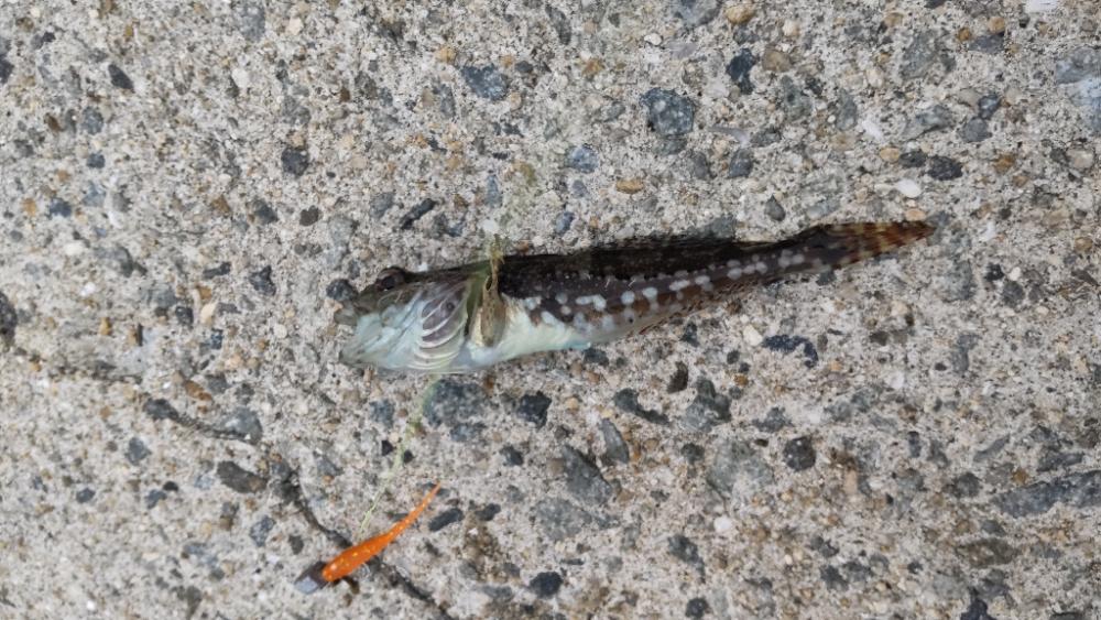 アジ探し@泉佐野