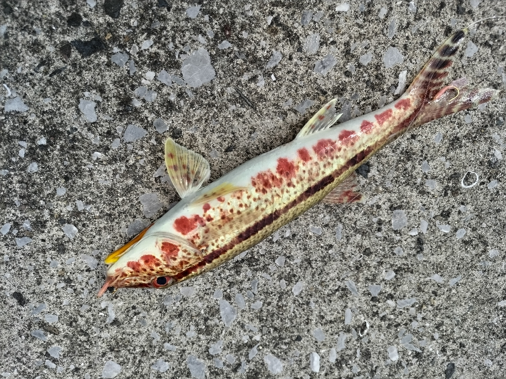 家族で魚種10目釣れました。