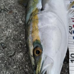 サワラリベンジパート３