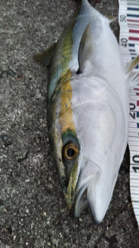 サワラリベンジパート３