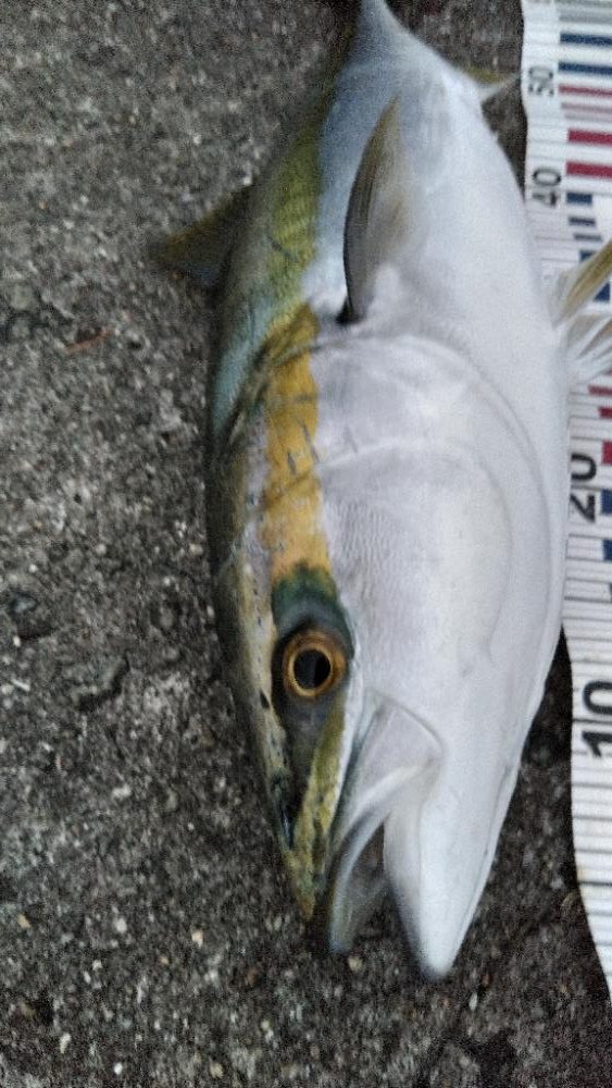 サワラリベンジパート３