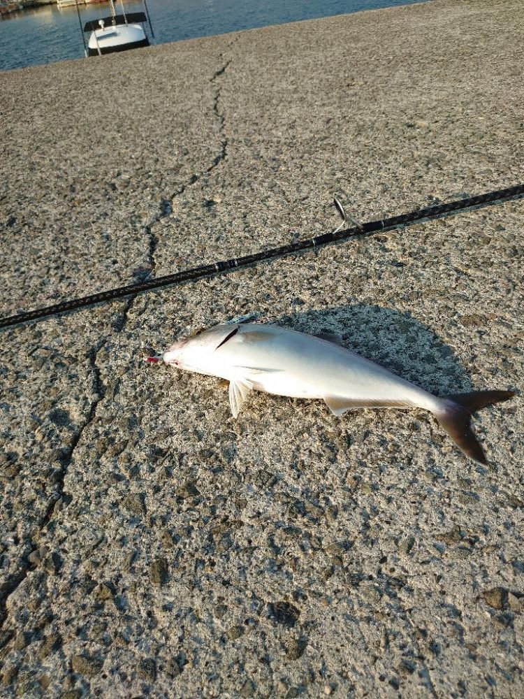 ショアジギング