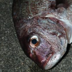 釣堀で小物釣り