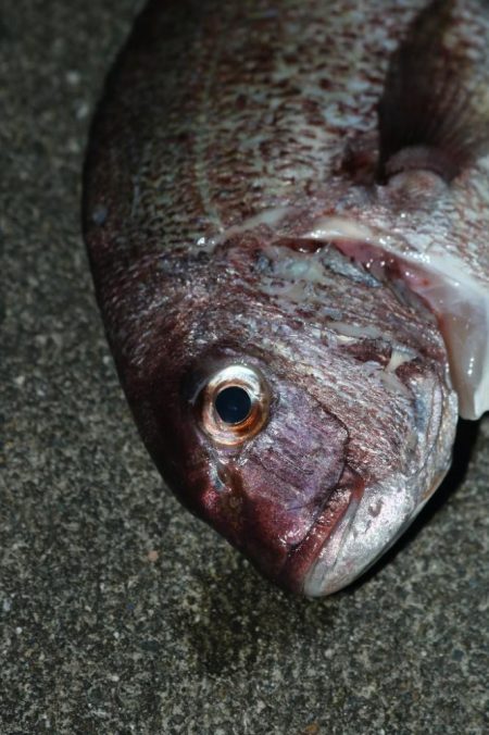 釣堀で小物釣り