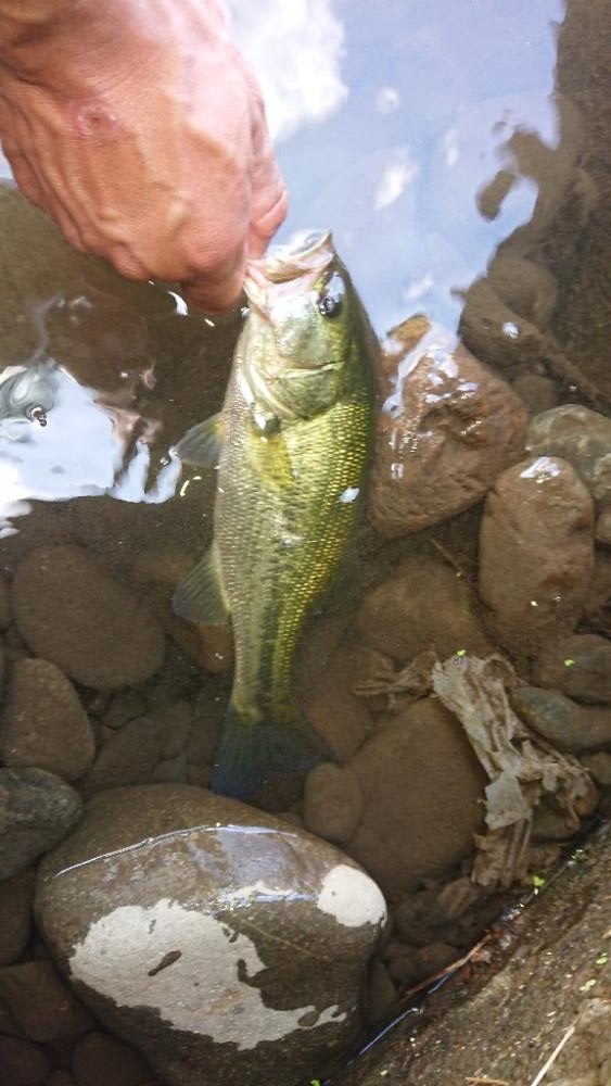 イヴォーク2.0は小バスキラー？