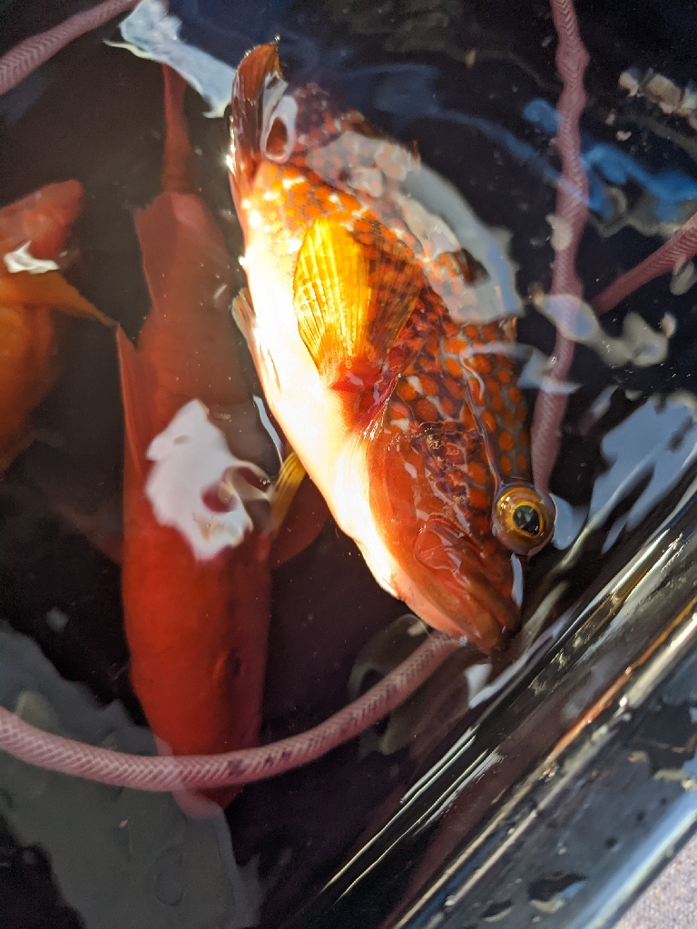 浅場の何でも狙い