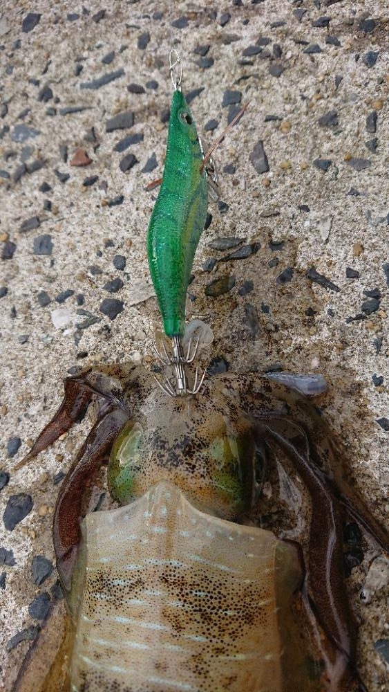 対馬エギング釣果