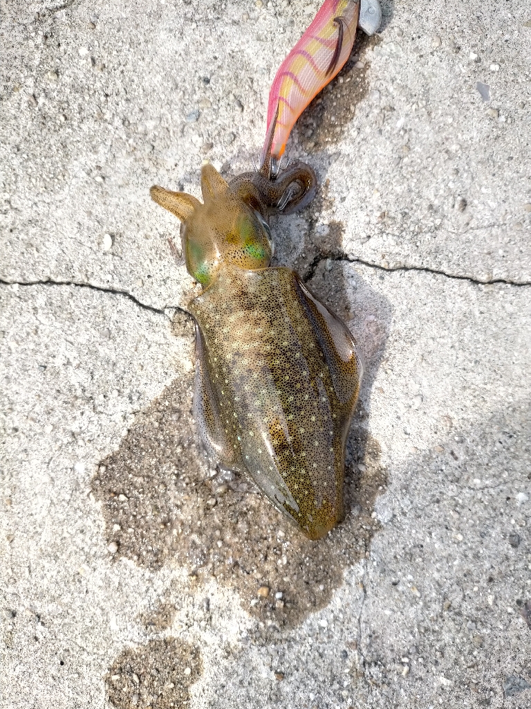 濁りが心配でしたがなんとか8杯