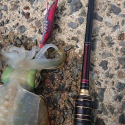 対馬エギング釣果