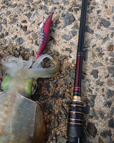 対馬エギング釣果