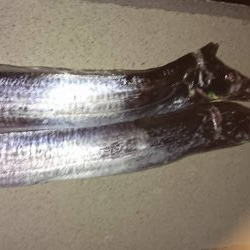 青物リベンジ失敗…仕方なく太刀魚。