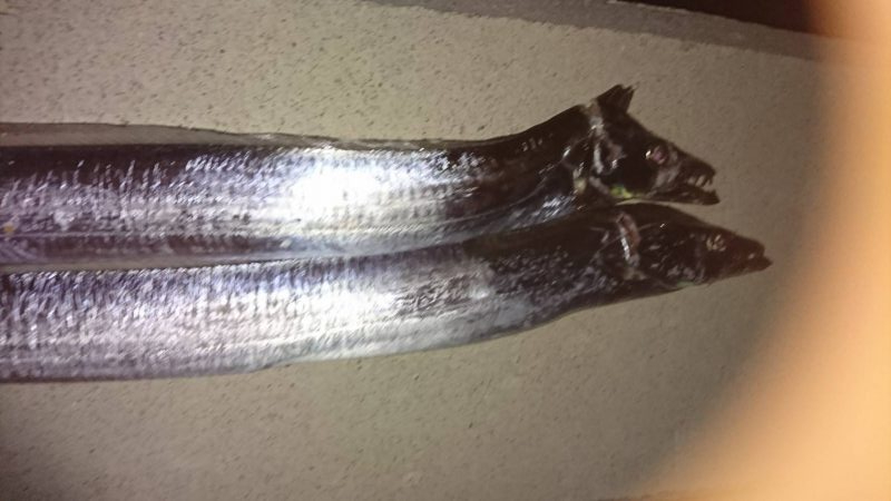 青物リベンジ失敗…仕方なく太刀魚。