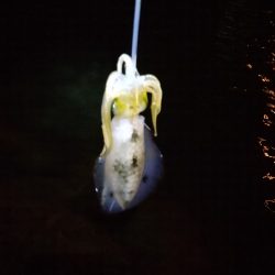 何が違うのか？