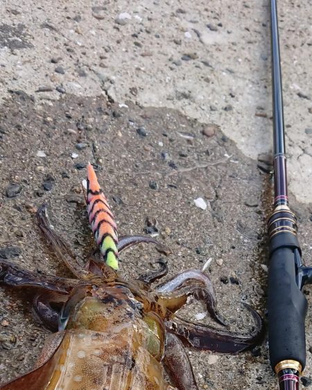 対馬エギング釣果