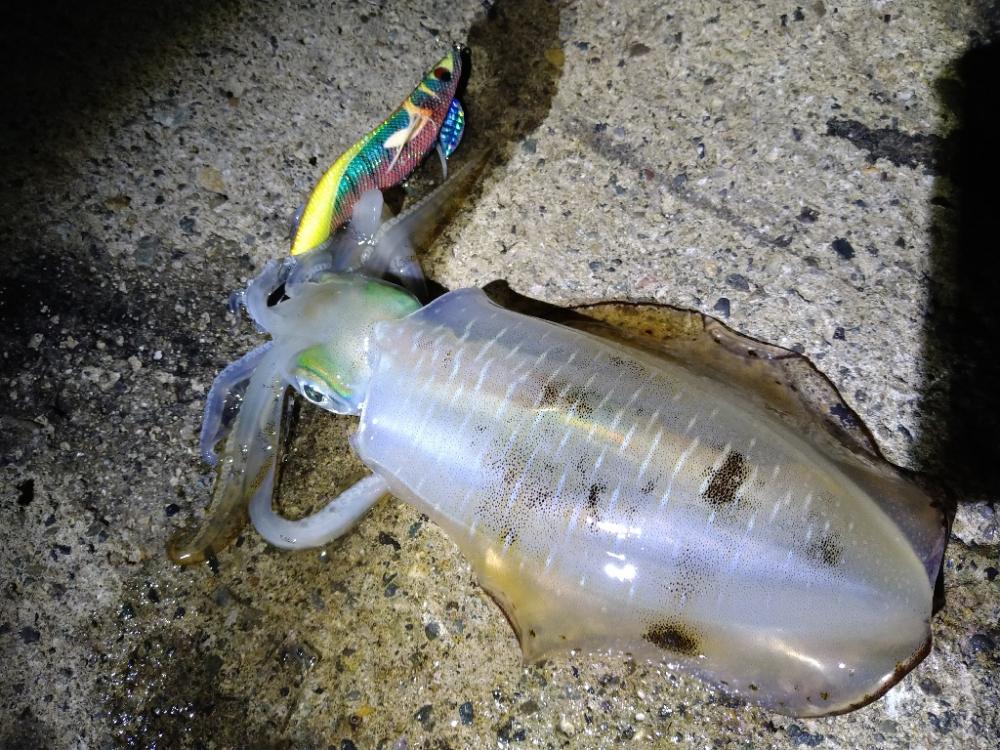 新月大潮でテンポ良く釣れました