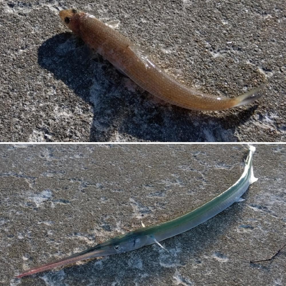 苅屋海岸のキス釣り