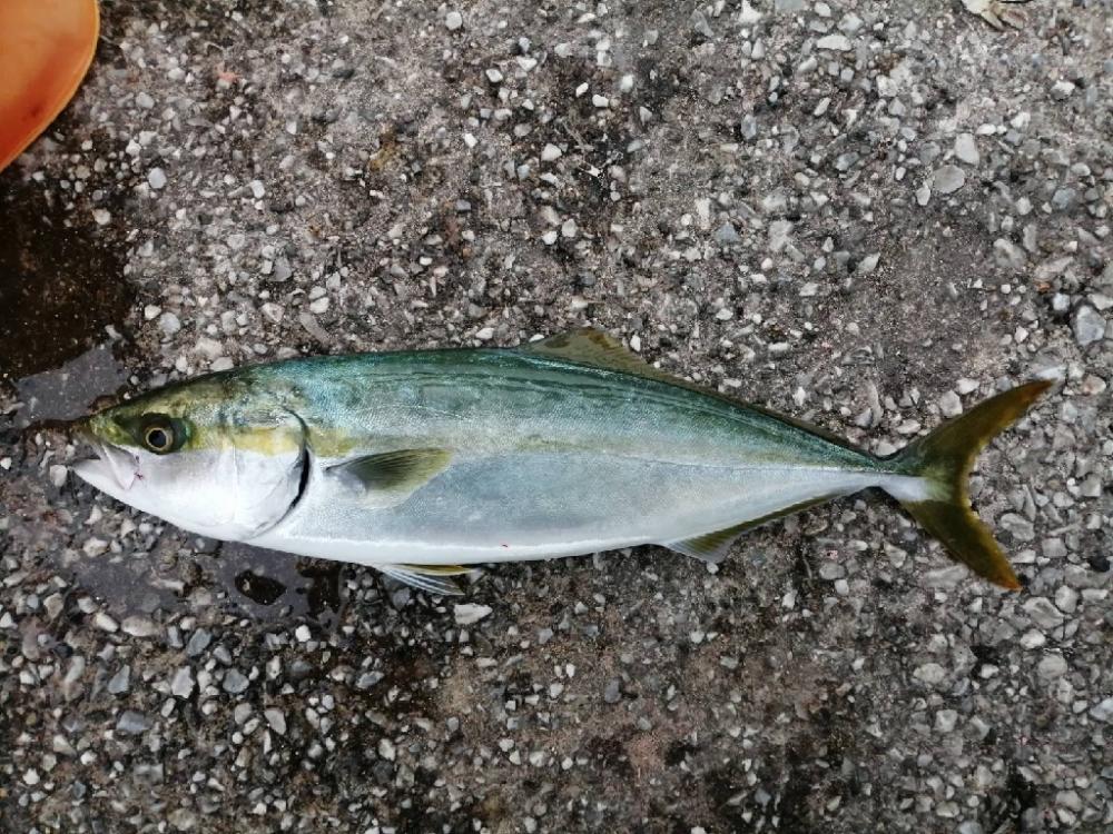 昼過ぎからブラっと。