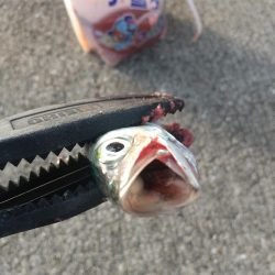 ファミリーフィッシング