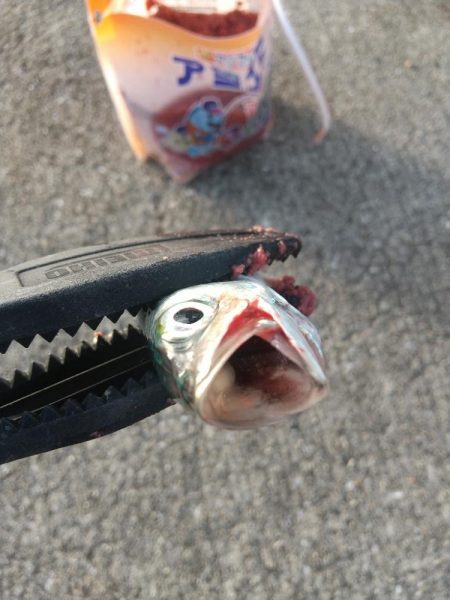 ファミリーフィッシング