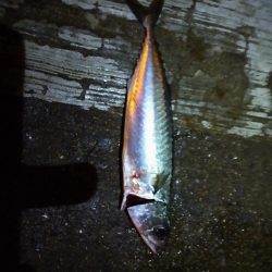 秋の朝練…君じゃないんだよなぁ