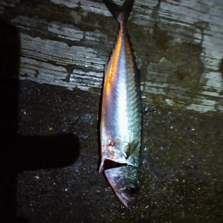 秋の朝練…君じゃないんだよなぁ