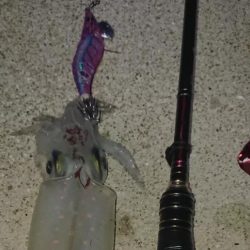 対馬エギング釣果