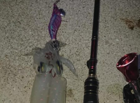 対馬エギング釣果