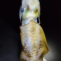 台風から逃げて福井遠征