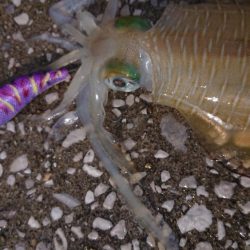 対馬エギング釣果
