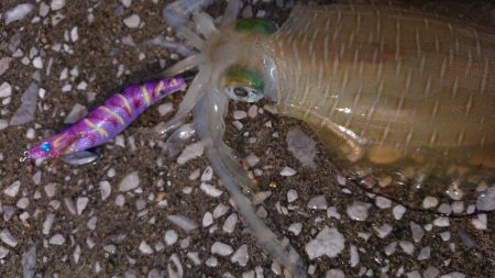 対馬エギング釣果