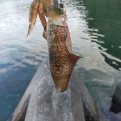 初めてコウイカが釣れました(笑)
