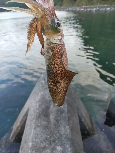 初めてコウイカが釣れました(笑)