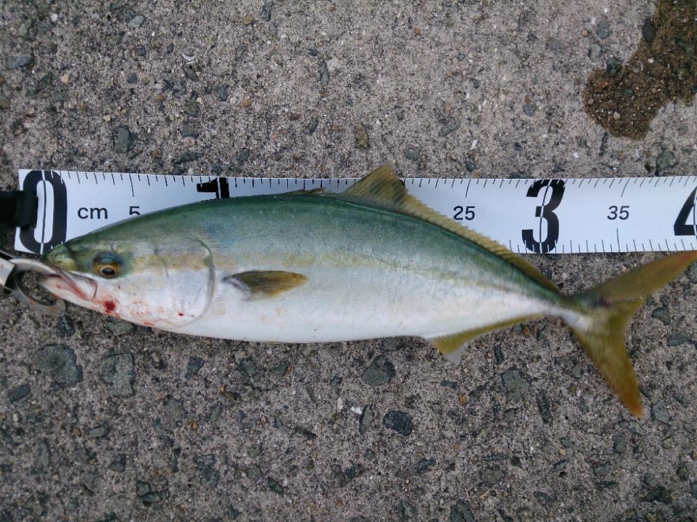 ショアジギング